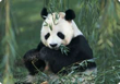 Panda Bear