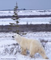 Polar Bear on the shore of Hudson Bay