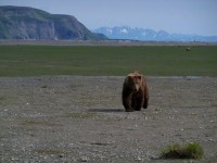 Brown Bear McNeil River