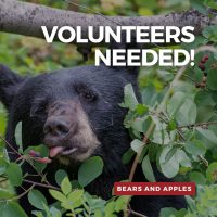 A black bear with its tongue out eating berries. Text reads "Volunteers needed!"